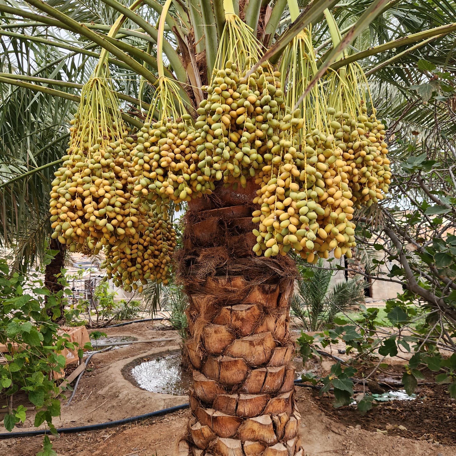 Date palms on our family farm in Oman